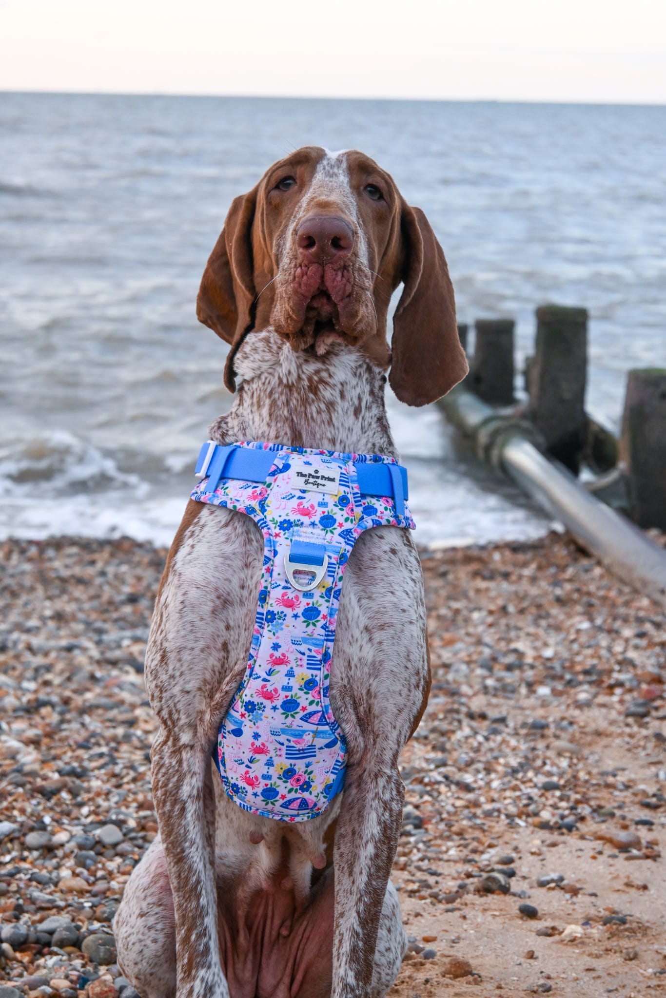 Santorini Seagulls Adventure Paws Harness
