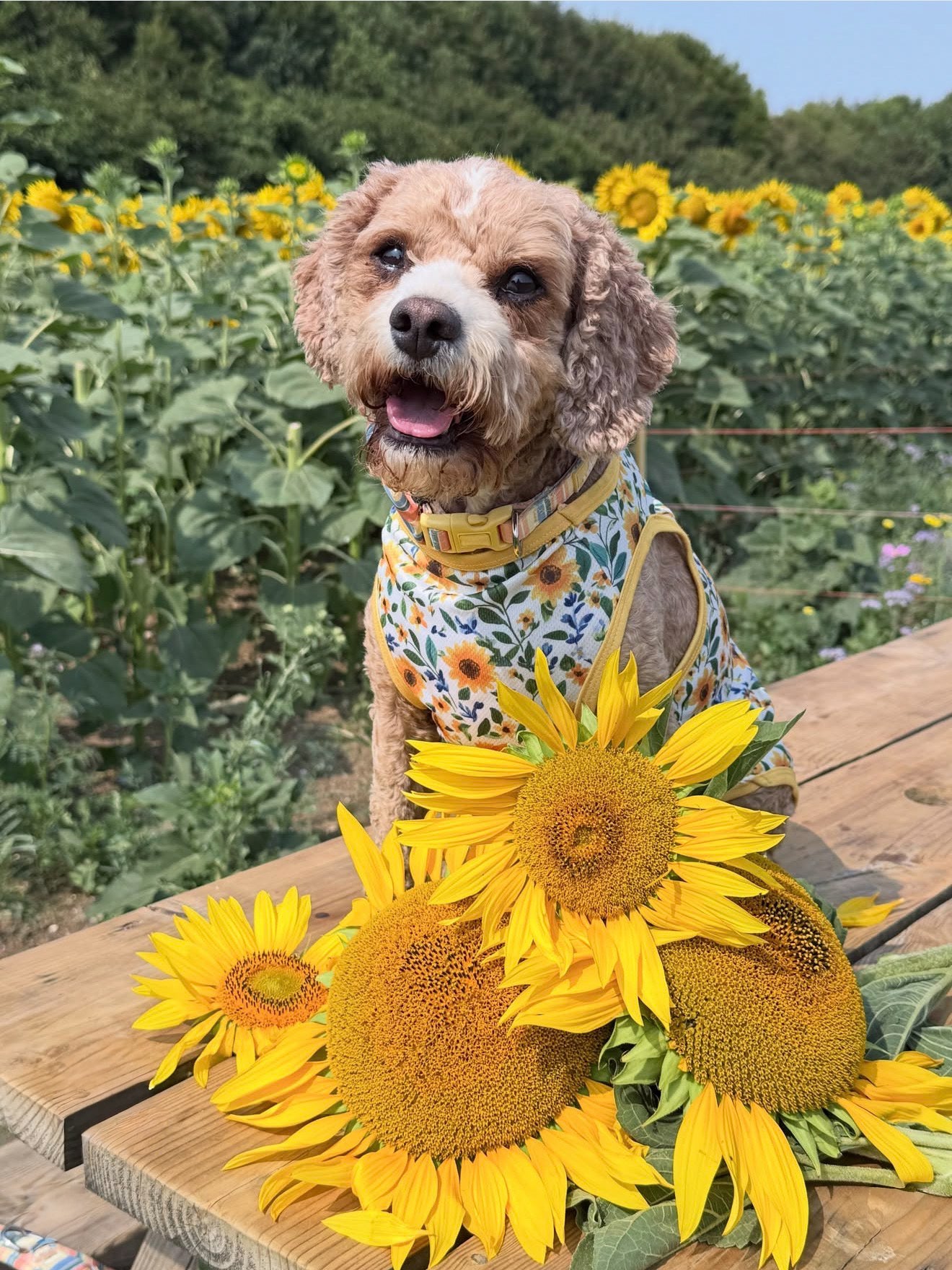 Sunny Sunflowers Cooling Vest