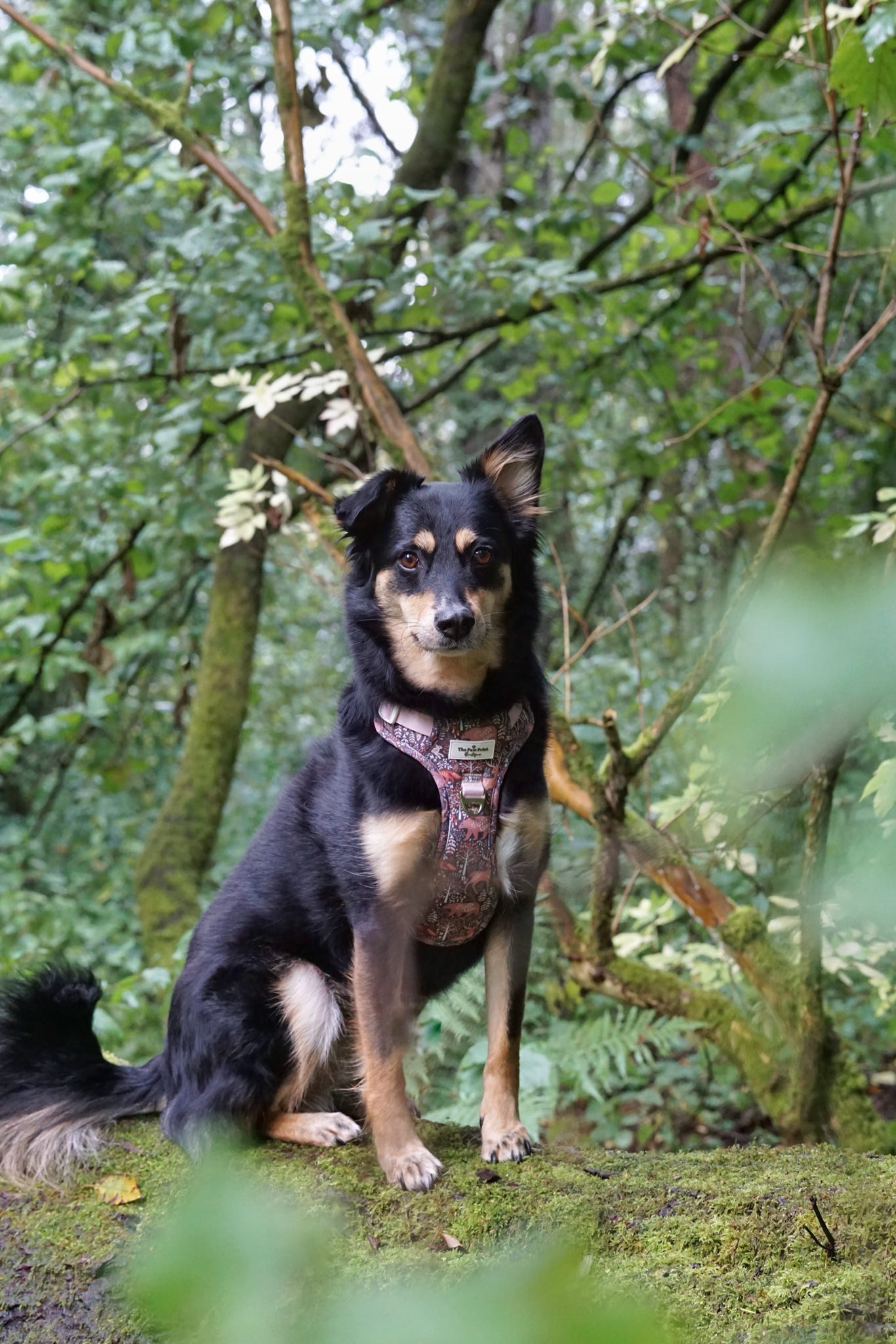 Woodland Wilderness Adventure Paws Harness