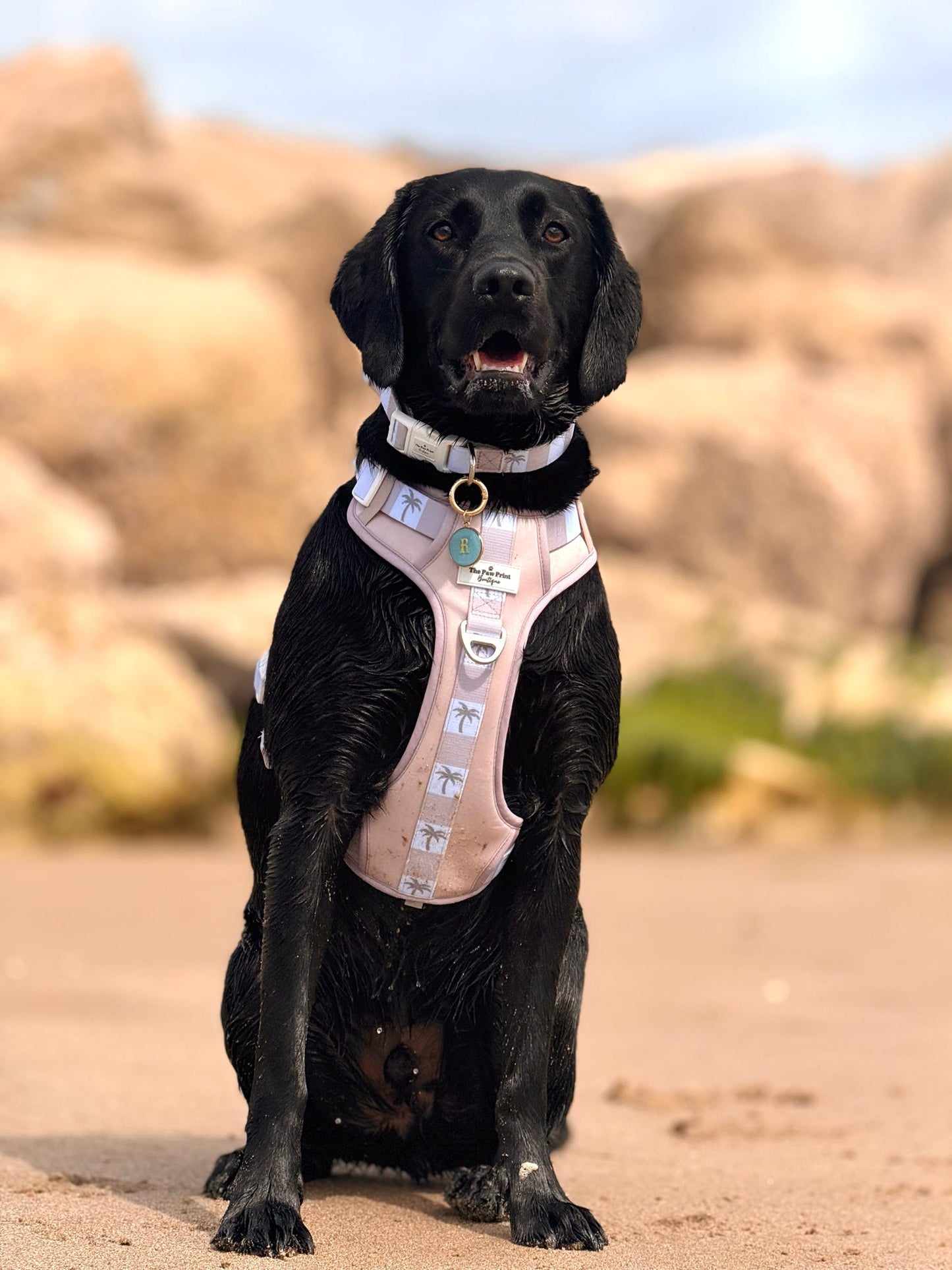 Palm Springs Adventure Paws Harness