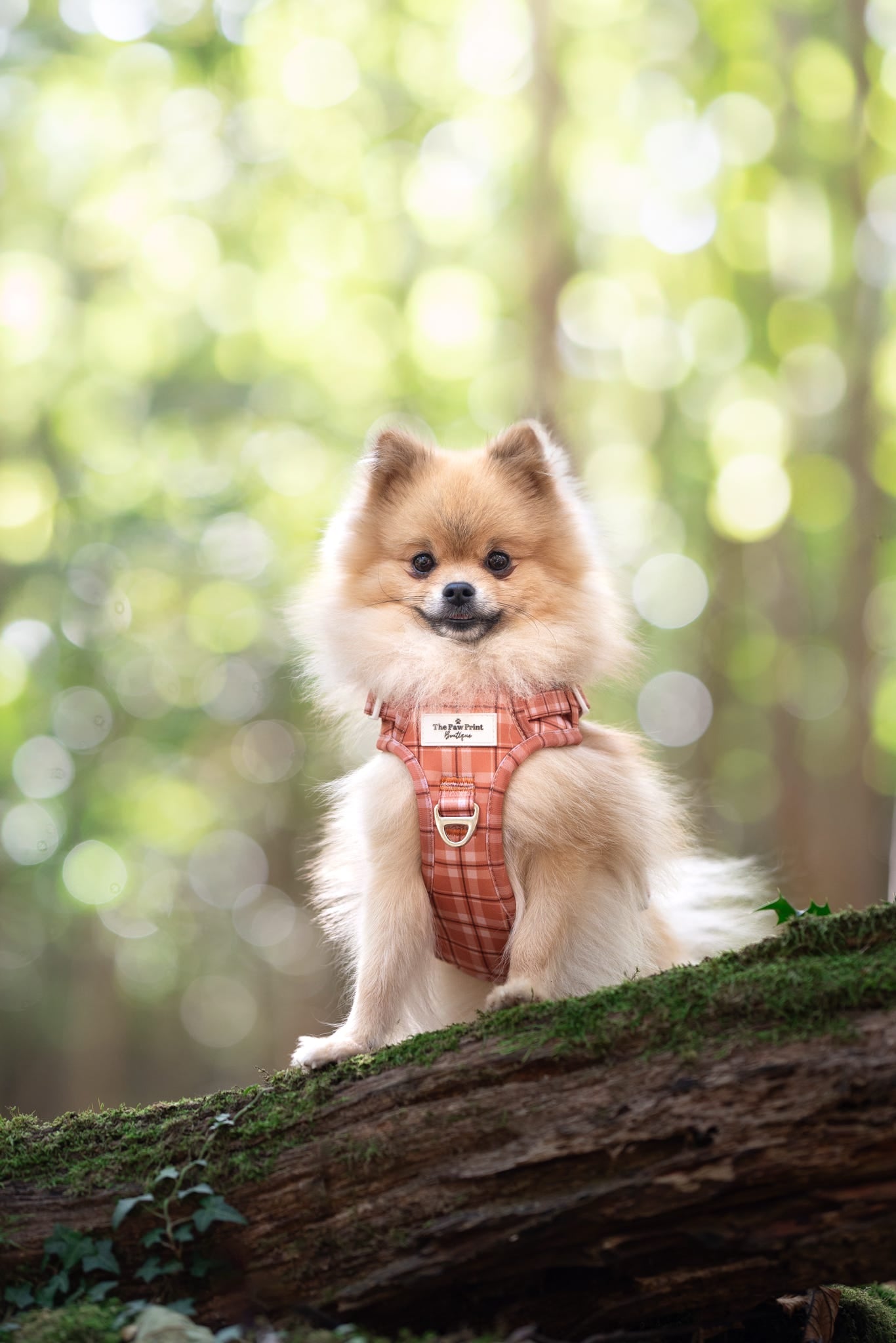 Pooches in Plaid Adventure Paws Harness