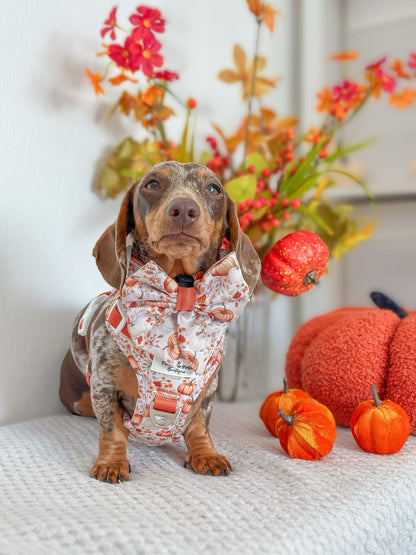 Pupkin Patch Adventure Paws Harness