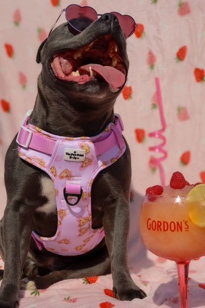 Miami Palms Adventure Paws Harness