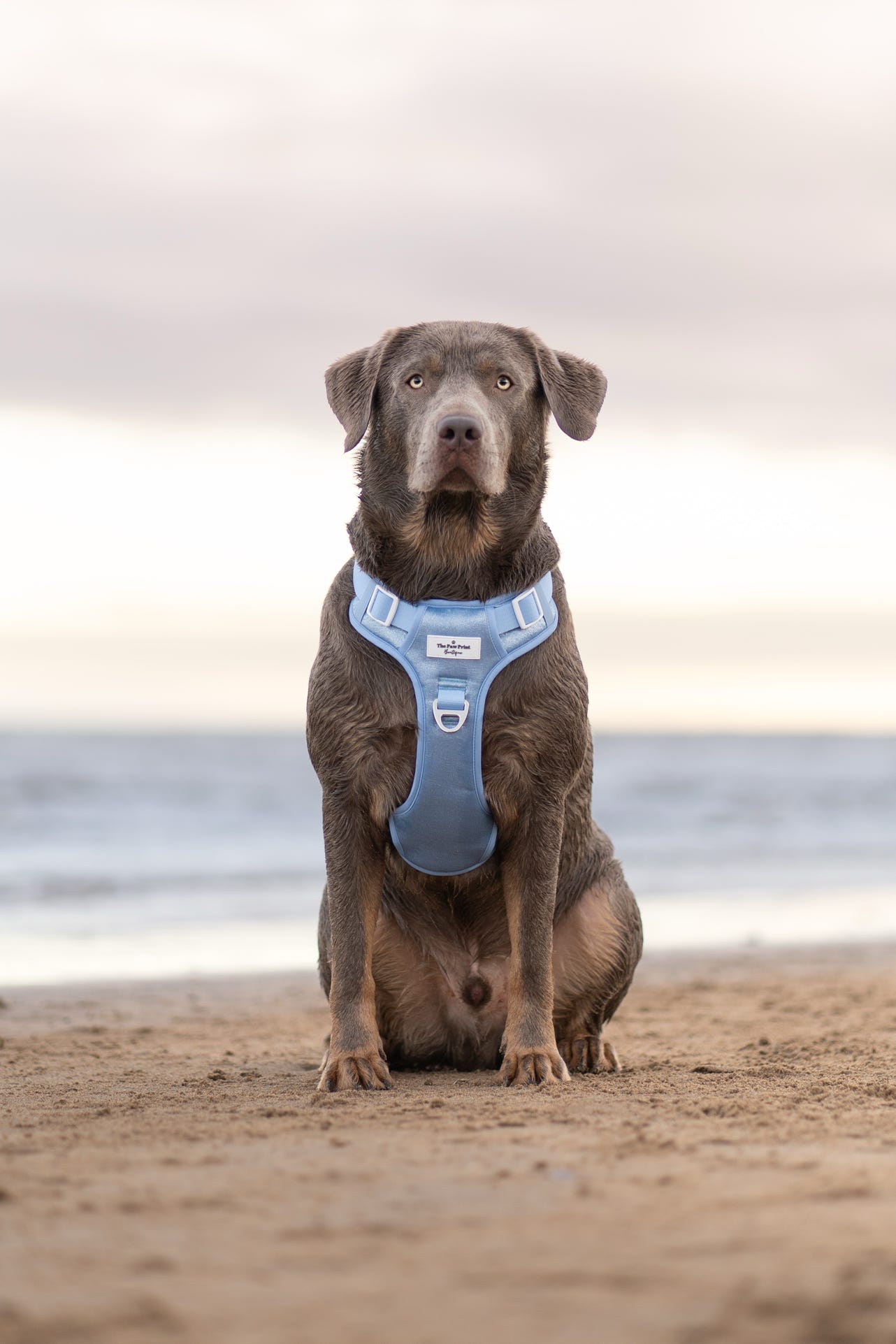 The Ocean Blue Adventure Paws Harness