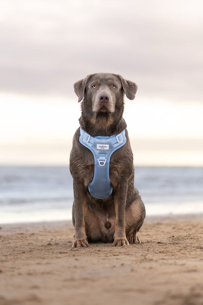 The Ocean Blue Adventure Paws Harness