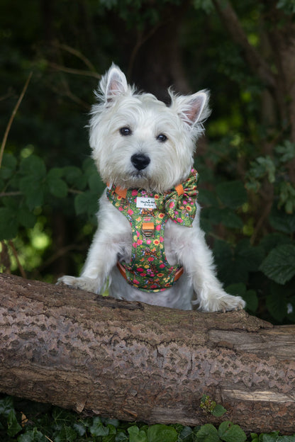 The Tiger who came to TPPB Adventure Paws Harness