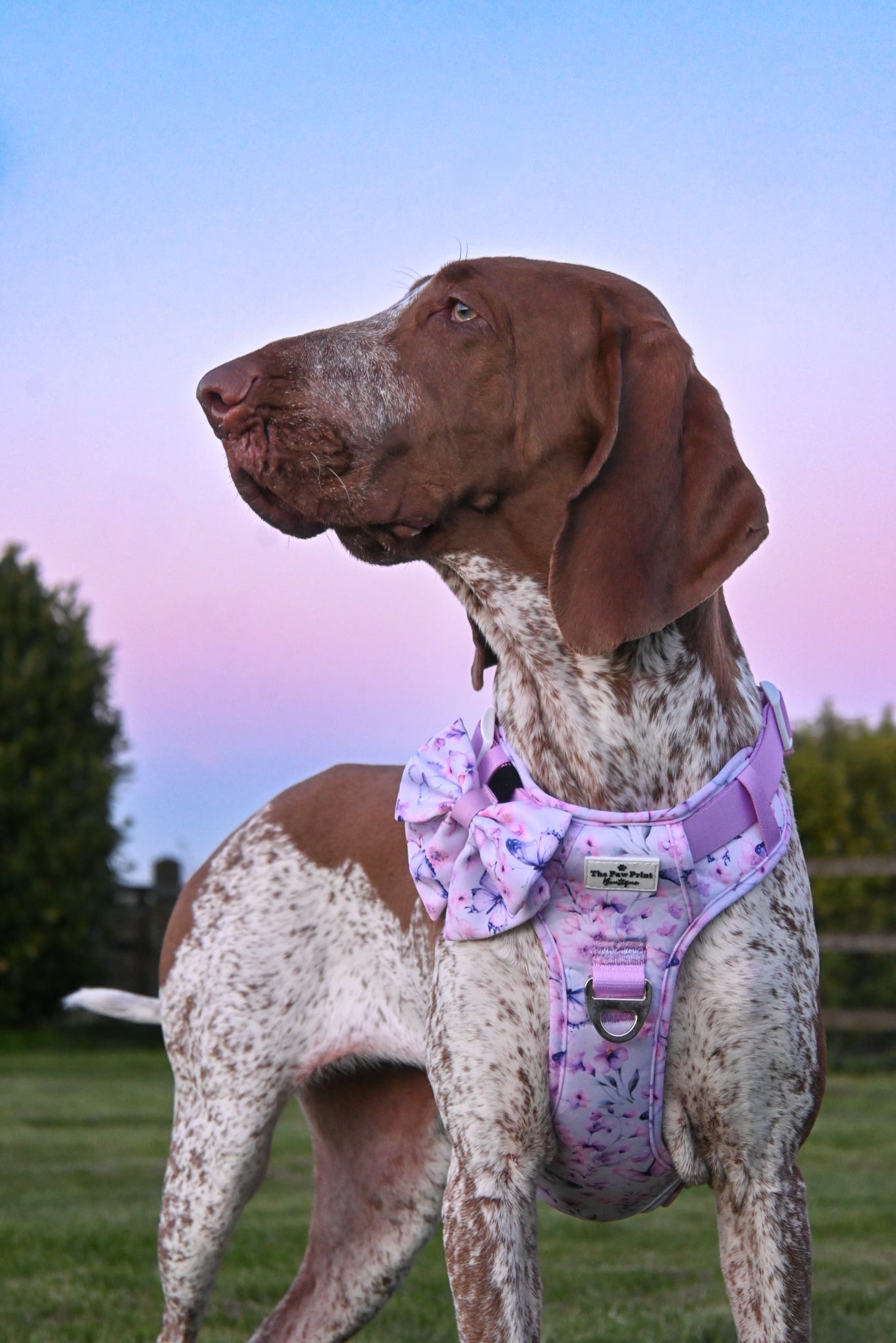 Butterfly Bliss Adventure Paws Harness