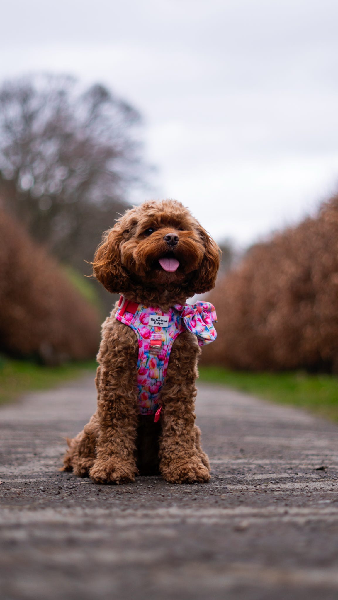The Tulip Field Adventure Paws Harness