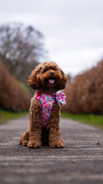The Tulip Field Adventure Paws Harness