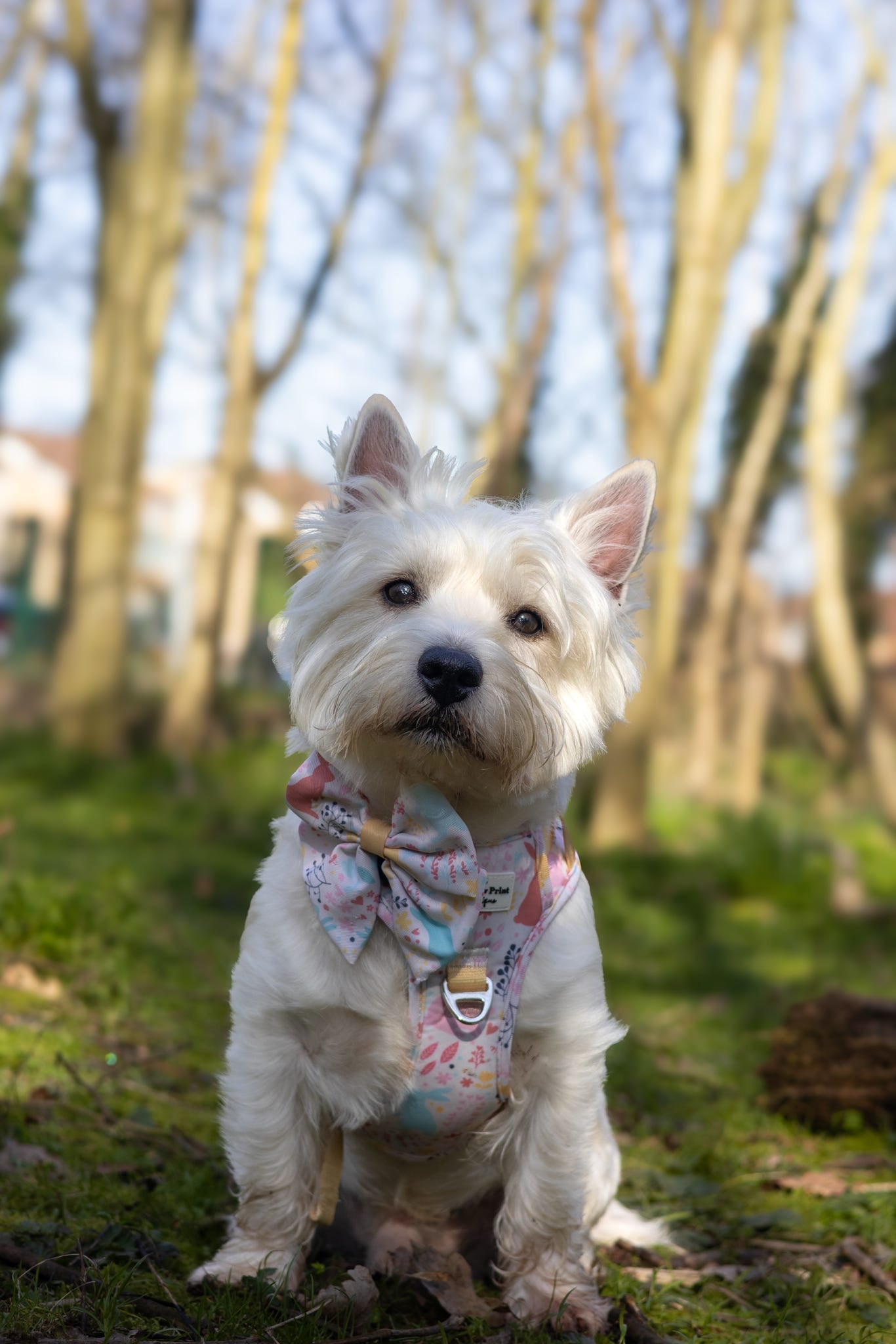 Hop into Bloom Adventure Paws Harness