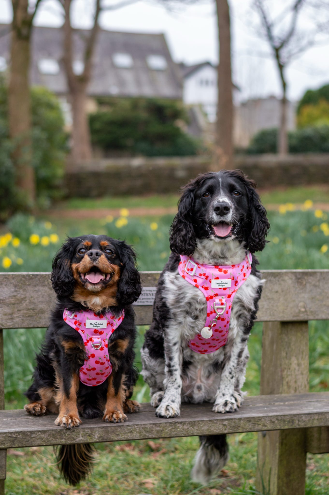 Cherry on Top Adventure Paws Harness