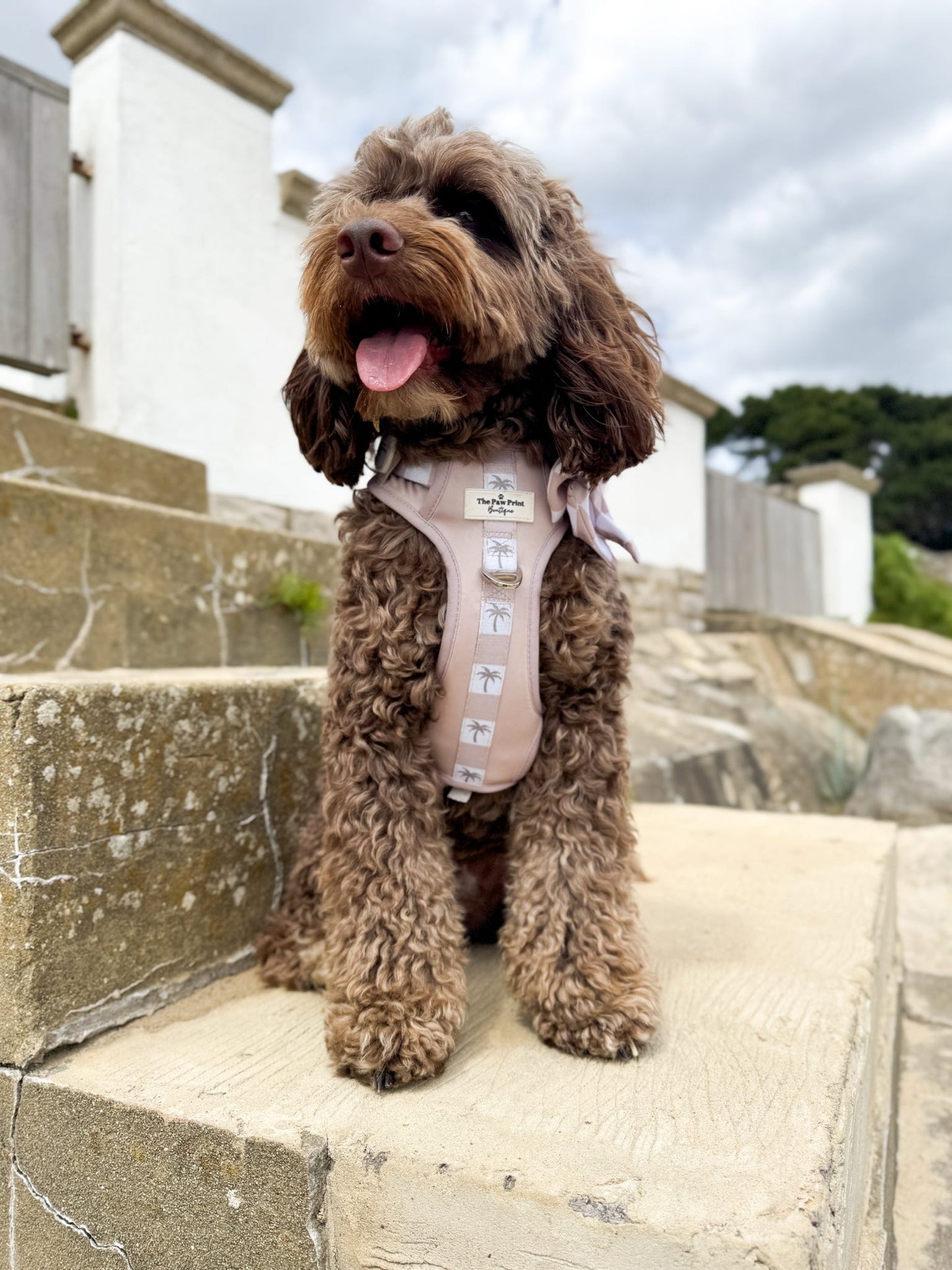 Palm Springs Adventure Paws Harness