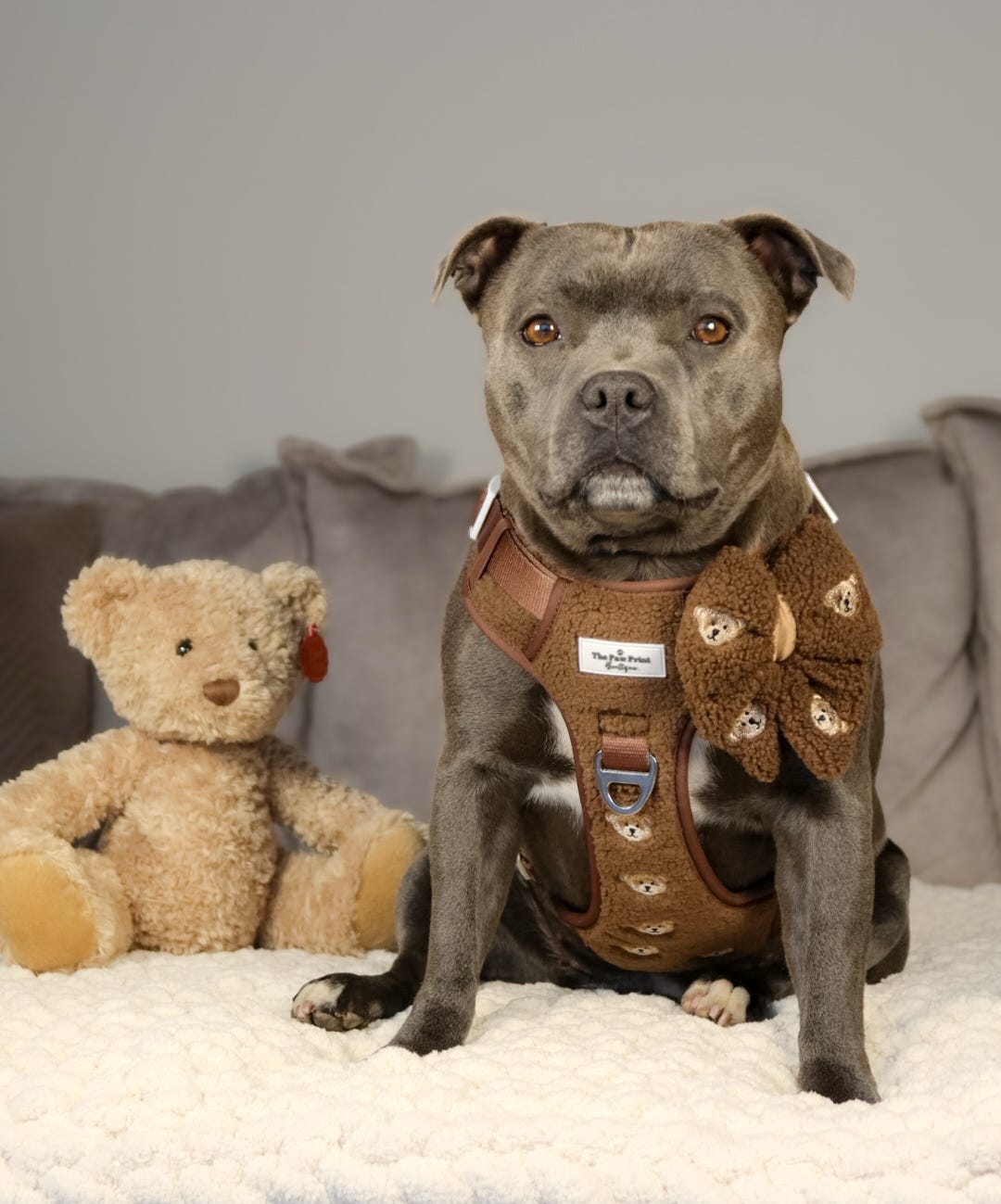 The Embroidered Little Bear Cub Adventure Paws Harness