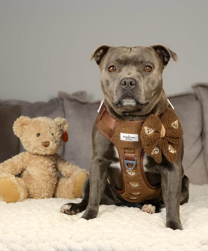 The Embroidered Little Bear Cub Adventure Paws Harness