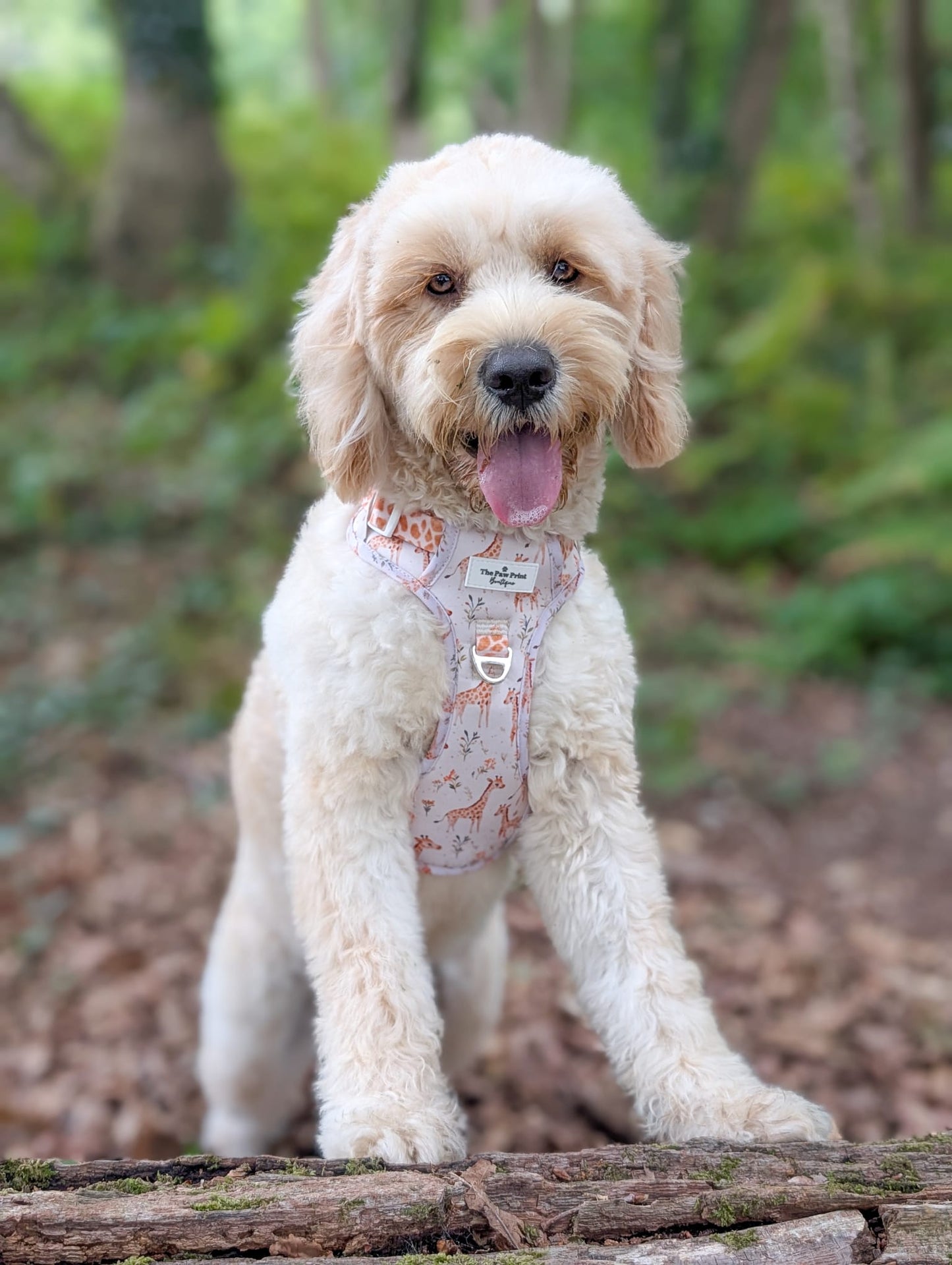 The Graceful Giraffe Adventure Paws Harness