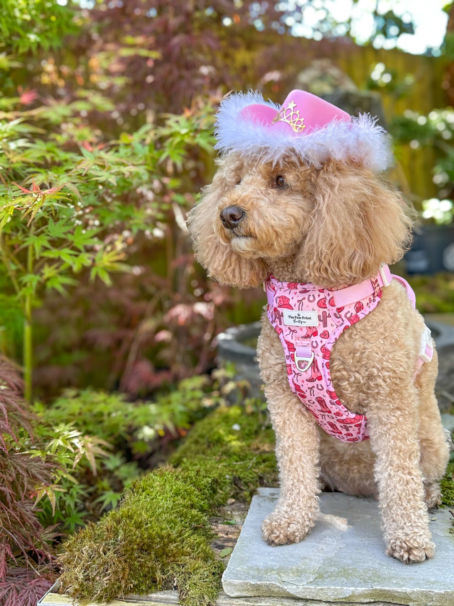 The Giddy up Pup Adventure Paws Harness