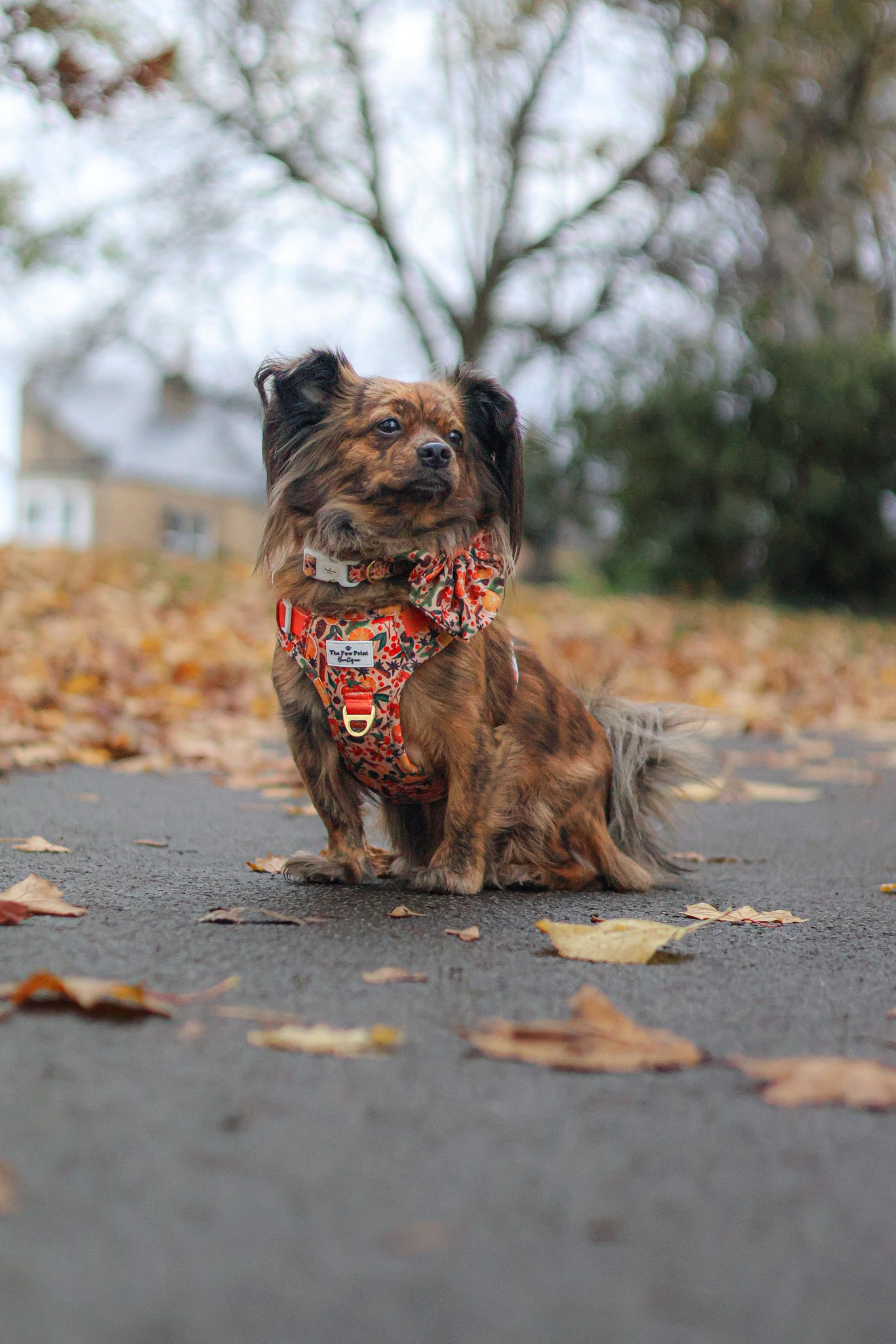Winter Scents Adventure Paws Harness