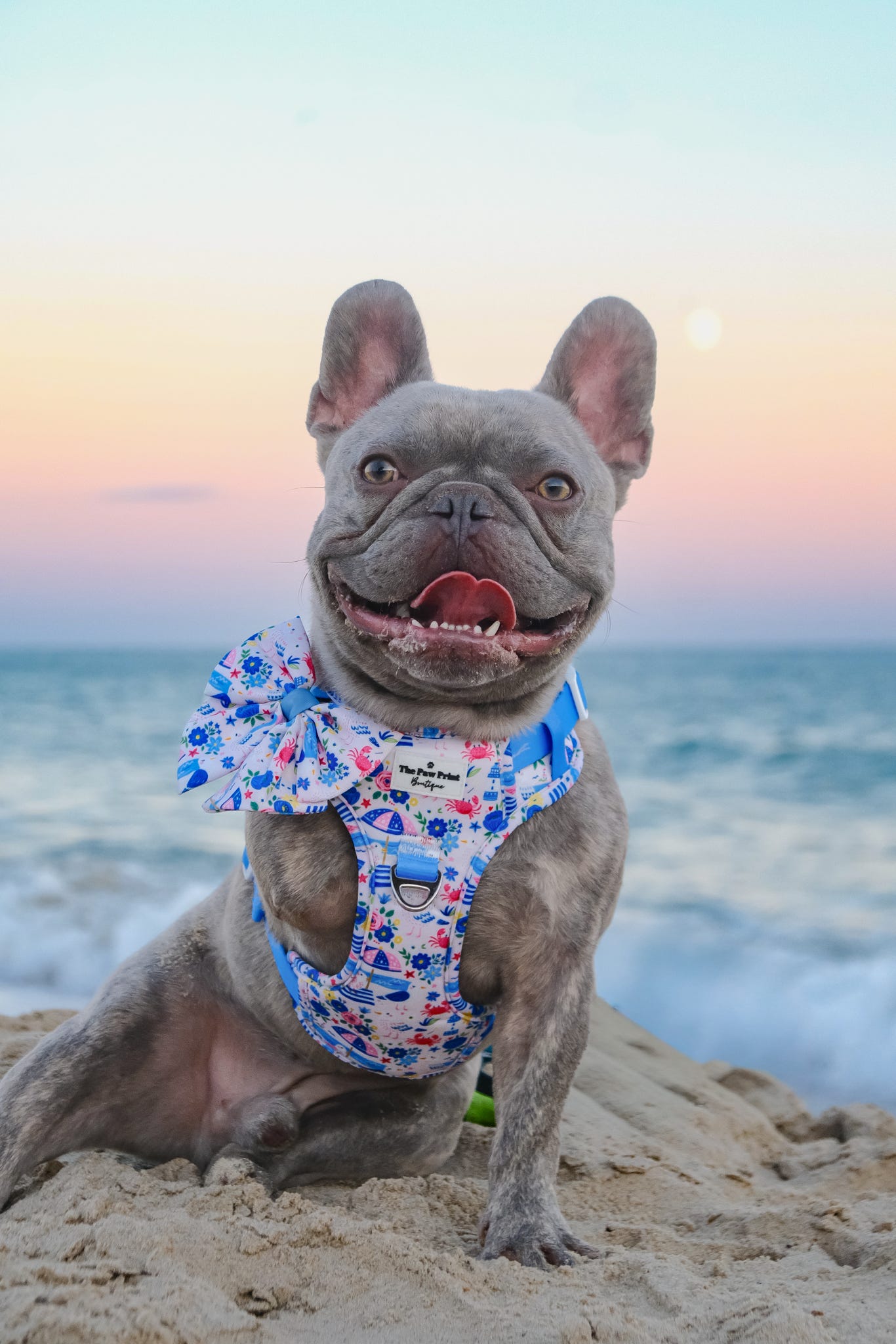 Santorini Seagulls Adventure Paws Harness