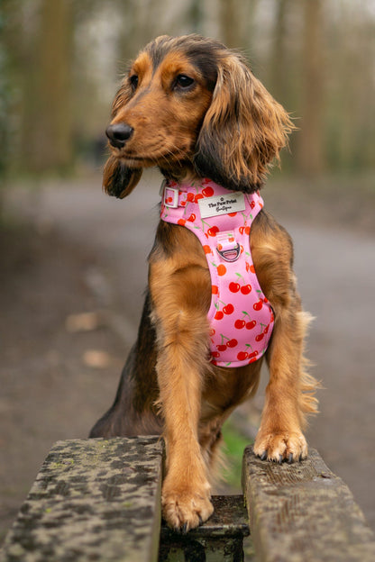 Cherry on Top Adventure Paws Harness