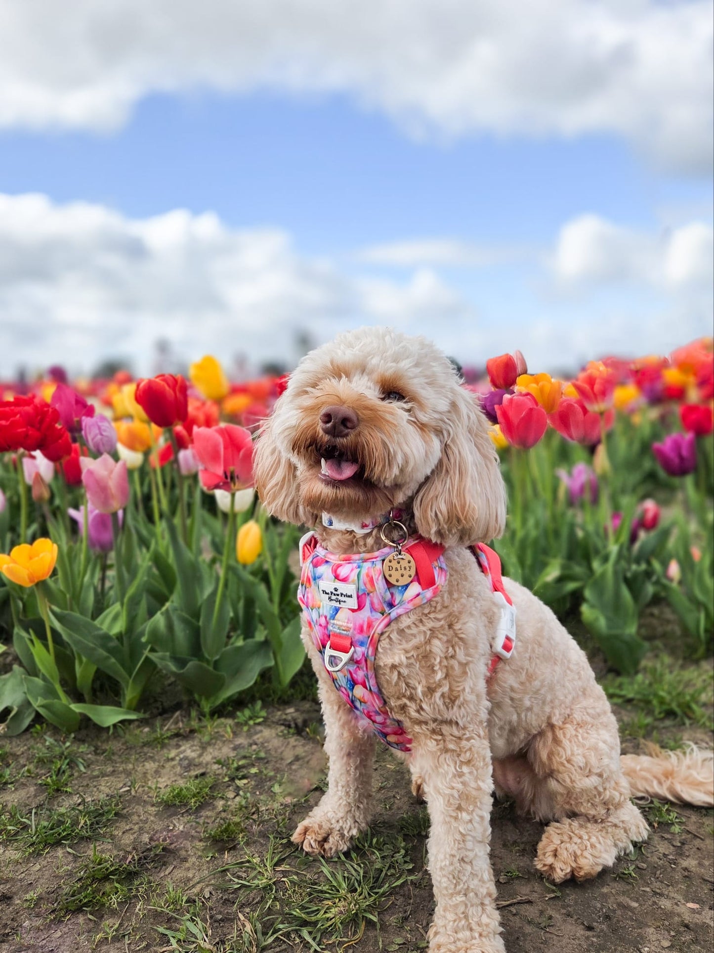 The Tulip Field Adventure Paws Harness