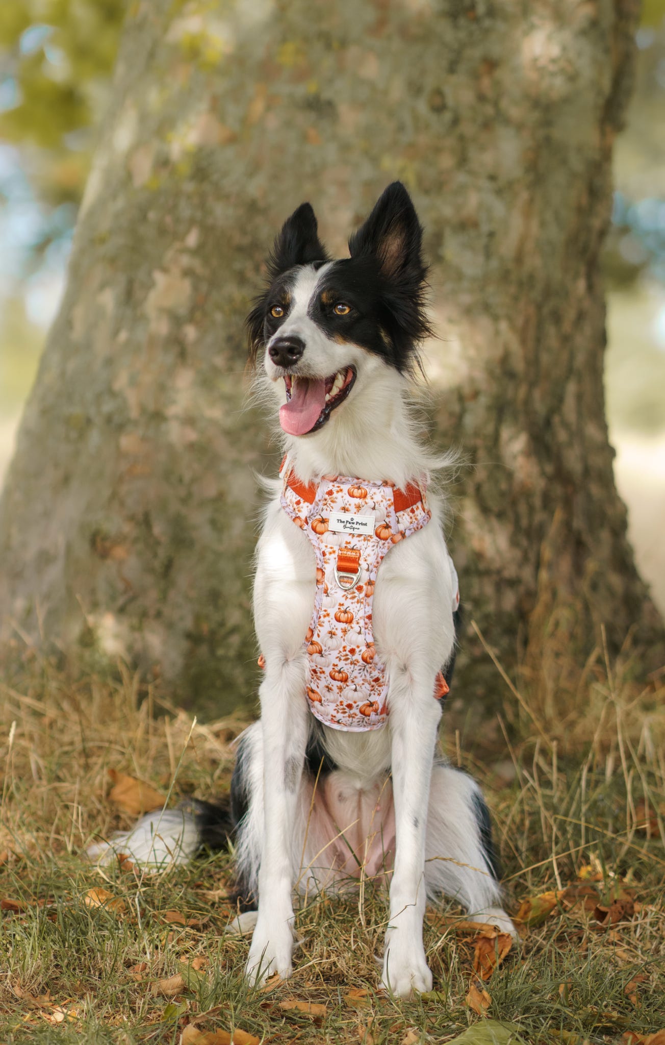 Pupkin Patch Adventure Paws Harness