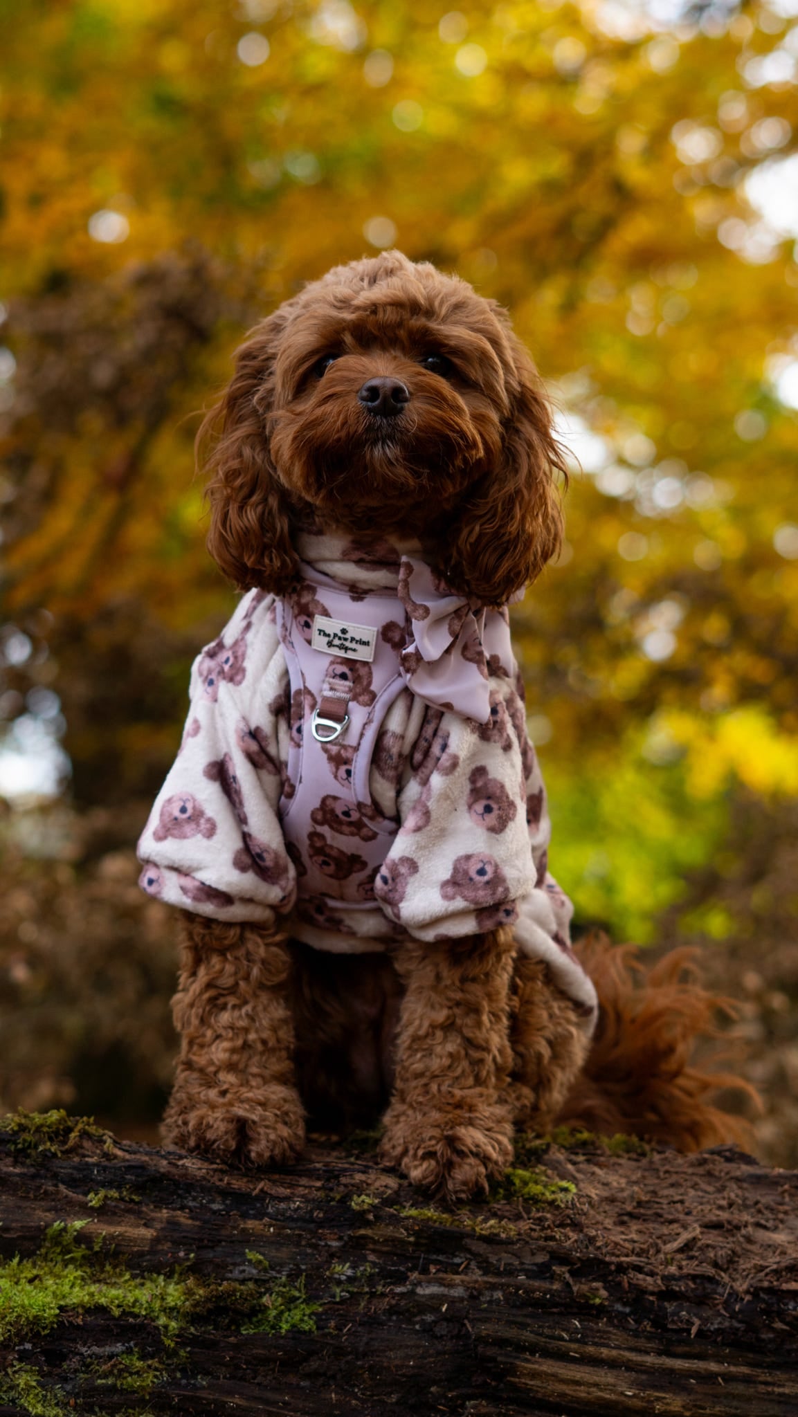 The Little Bear Cub Adventure Paws Harness