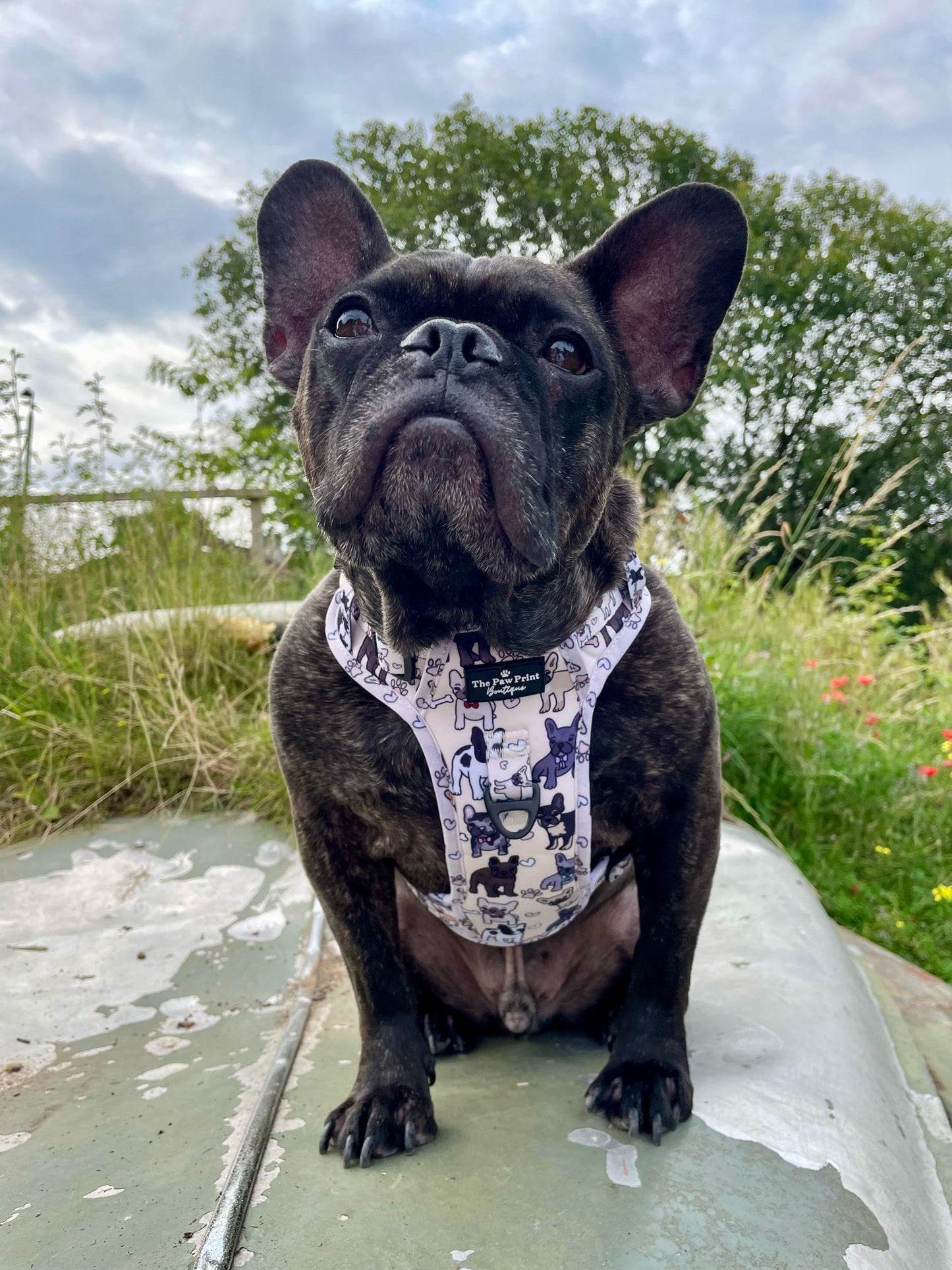 The French Bulldog Adventure Paws Harness
