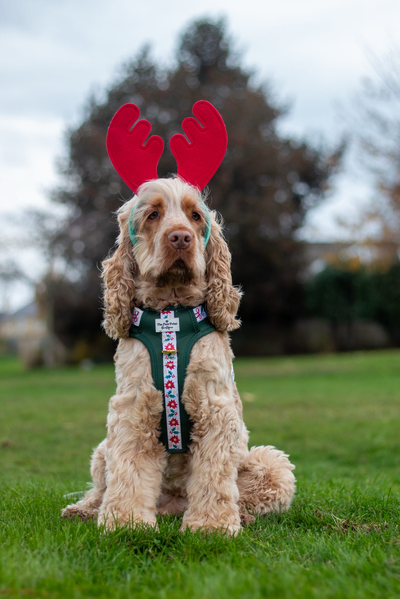 Festive Traditions Adventure Paws Harness