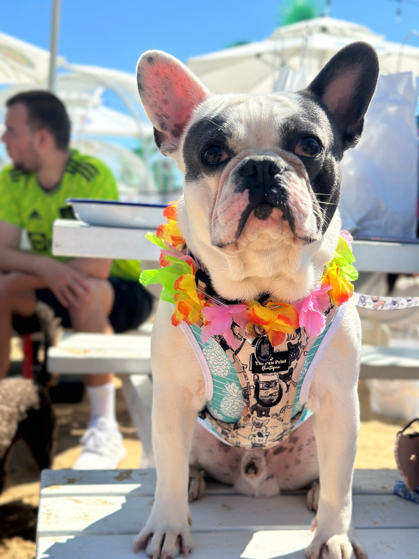 Beach Club Pawty Tickets 🏖️