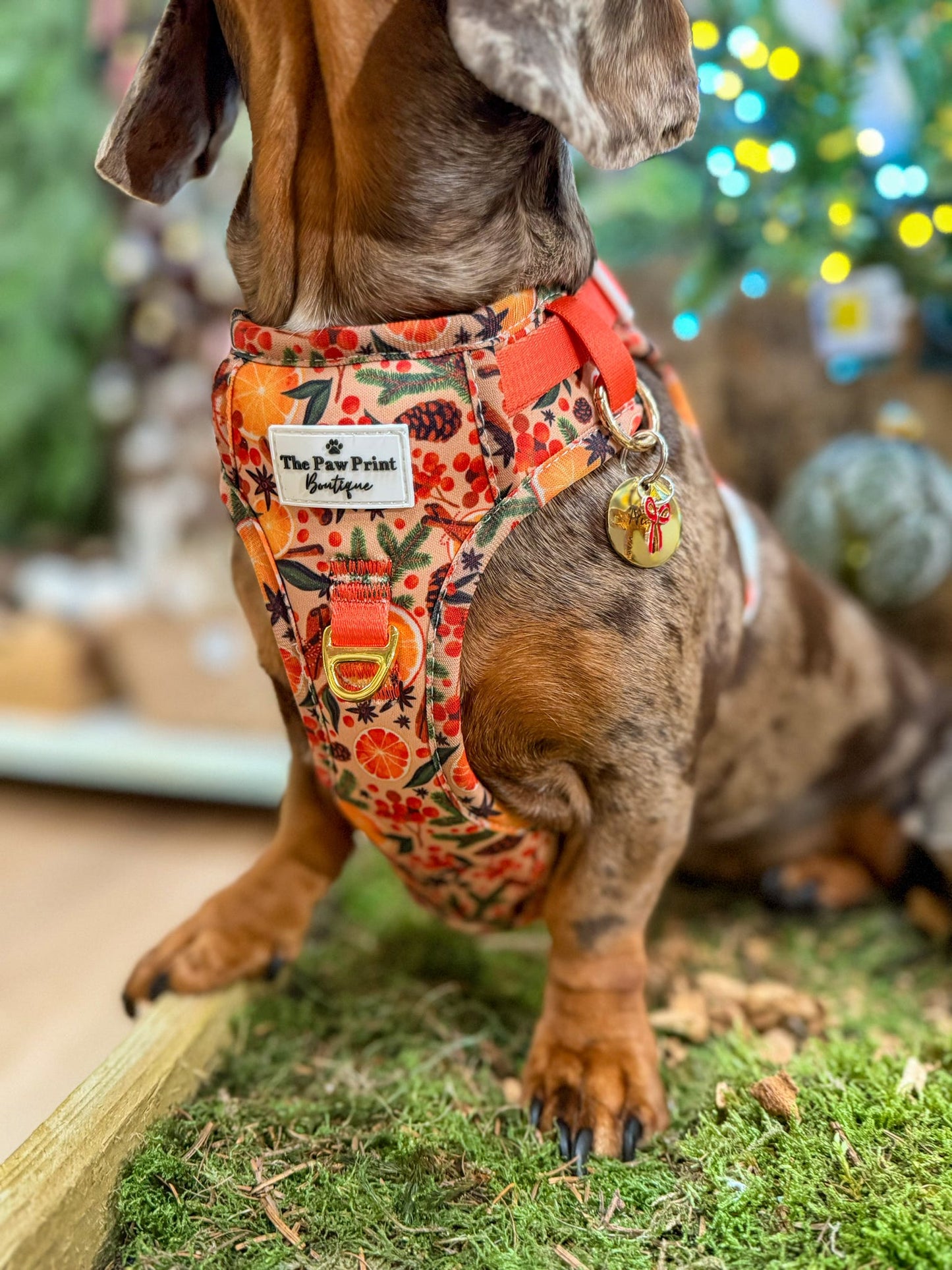 Winter Scents Adventure Paws Harness