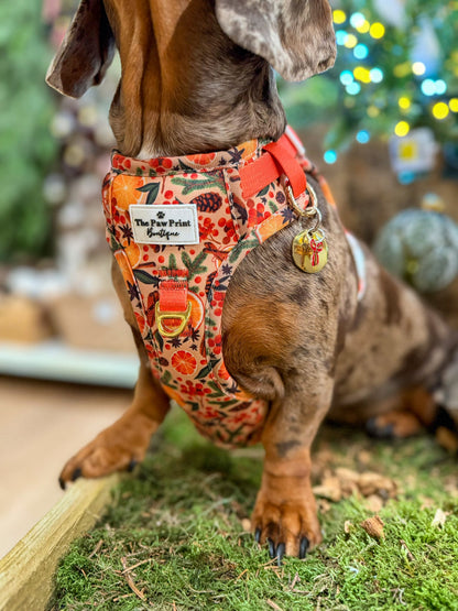 Winter Scents Adventure Paws Harness