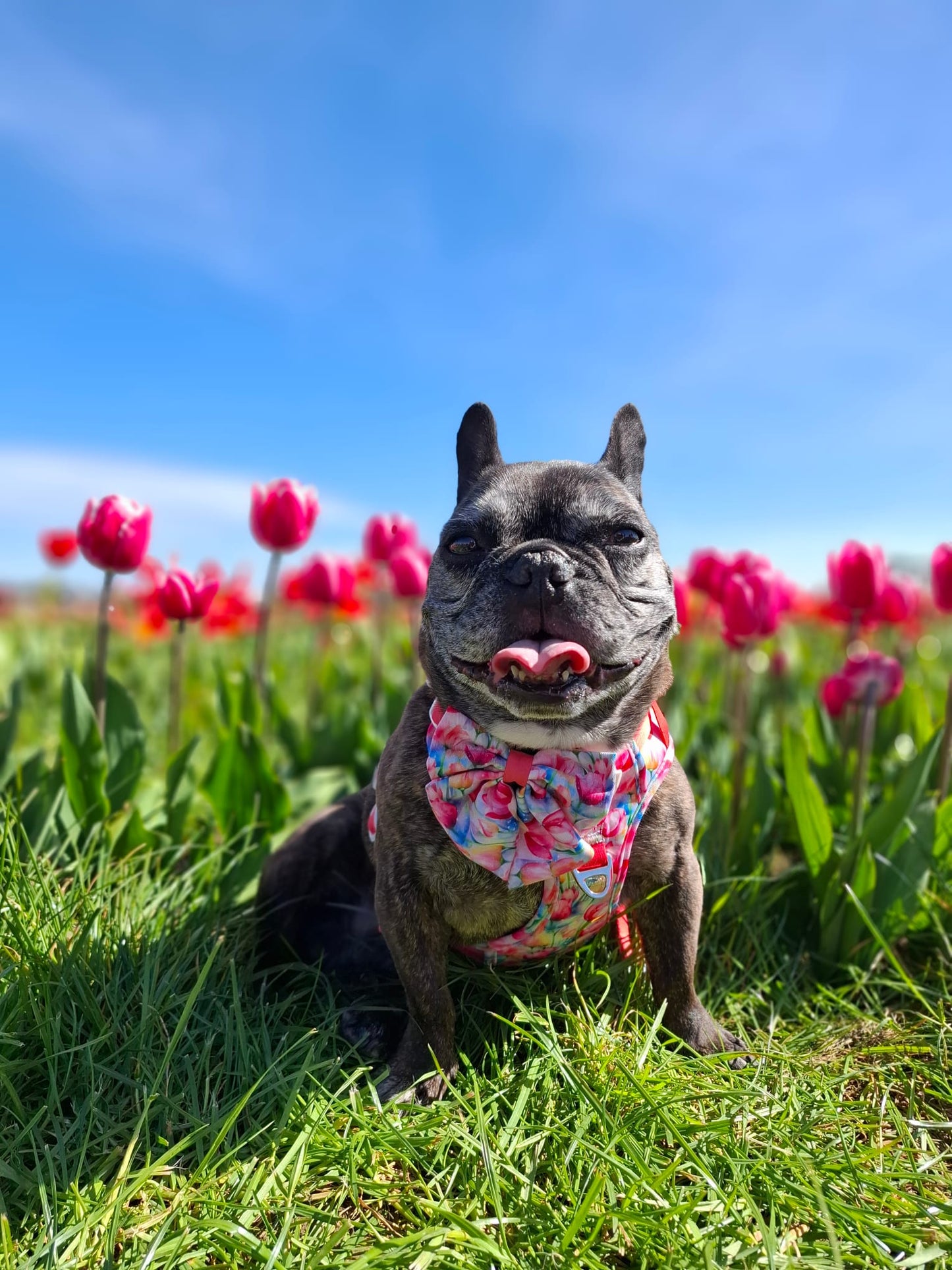 The Tulip Field Adventure Paws Harness