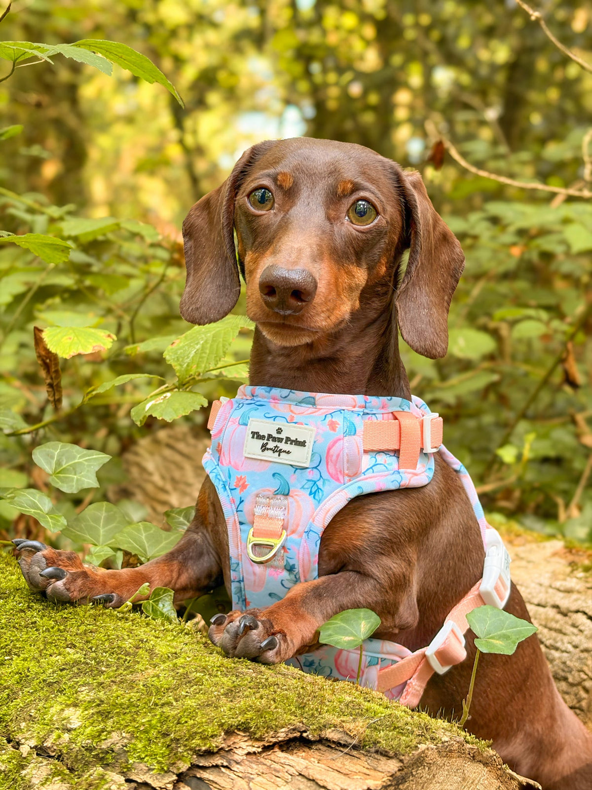 Pablos Pumpkins Adventure Paws Harness