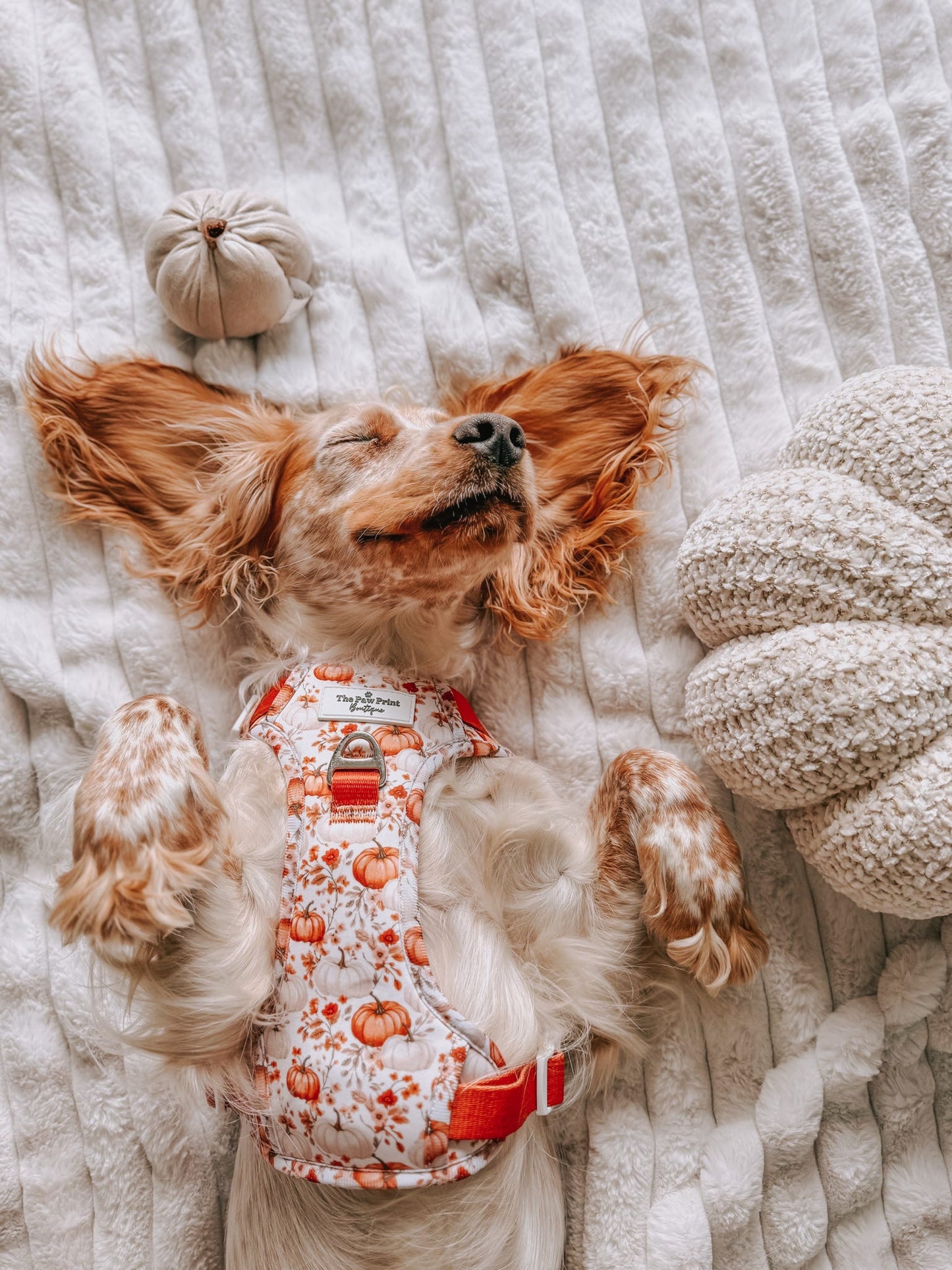 Pupkin Patch Adventure Paws Harness
