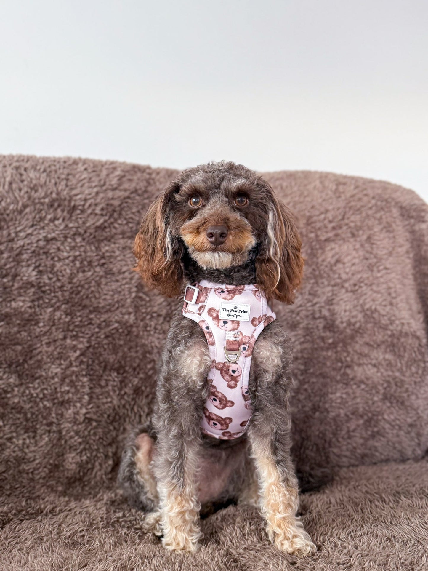 The Little Bear Cub Adventure Paws Harness