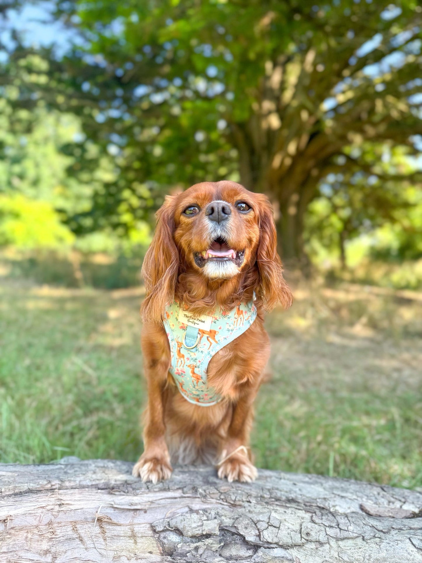 Bambi in Bloom Adjustable Harness