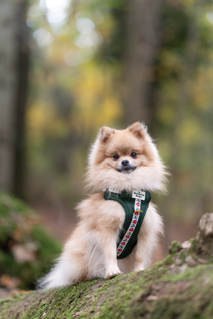 Festive Traditions Adventure Paws Harness