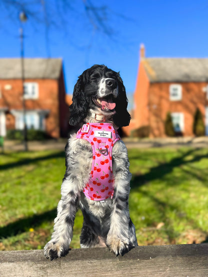 Cherry on Top Adventure Paws Harness