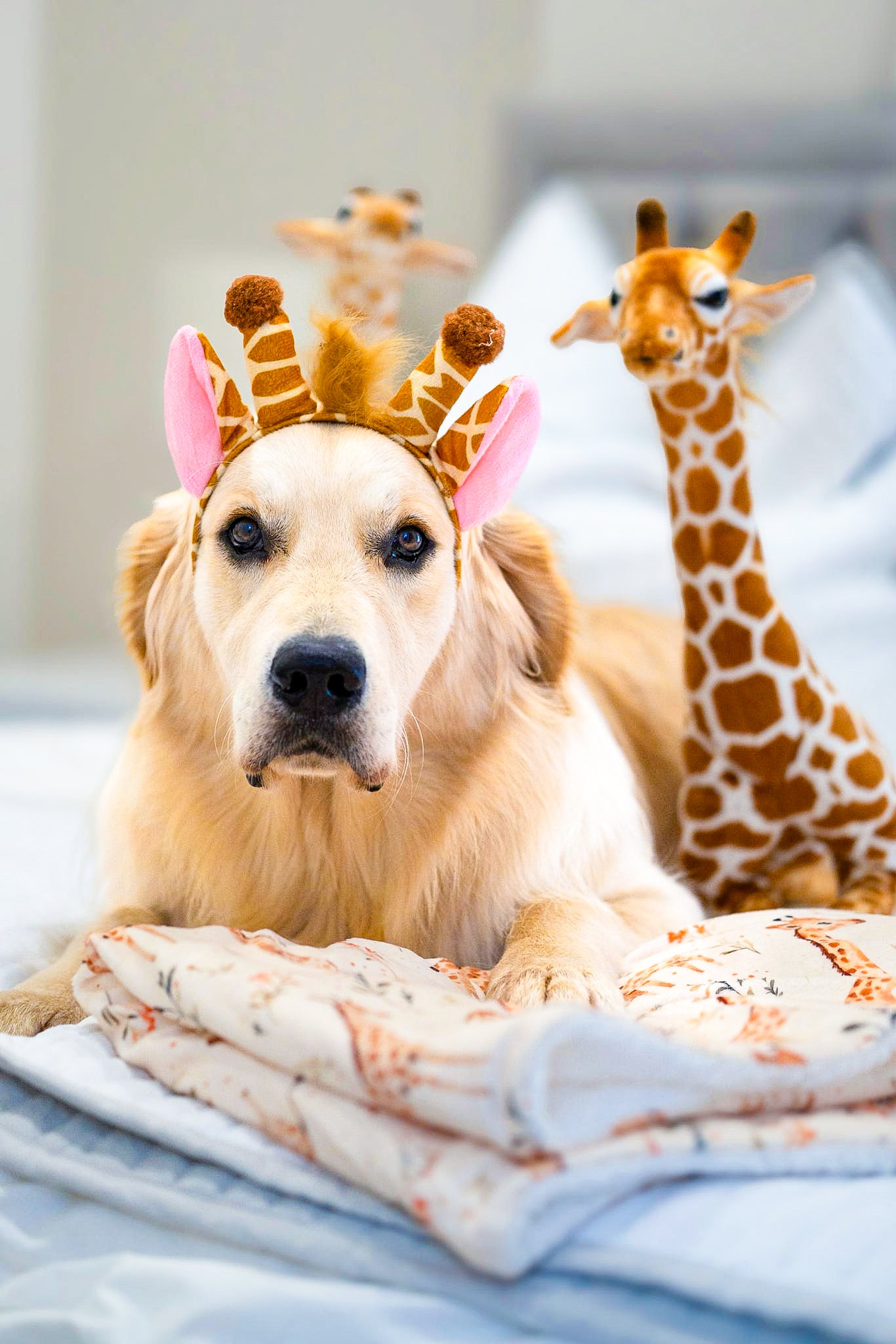 The Graceful Giraffe Dog Blanket
