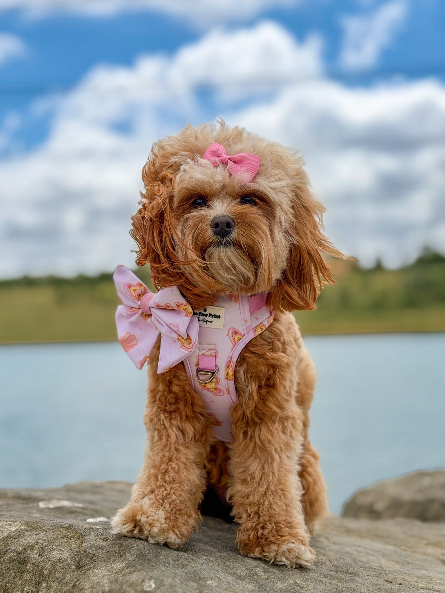 Miami Palms Adventure Paws Harness