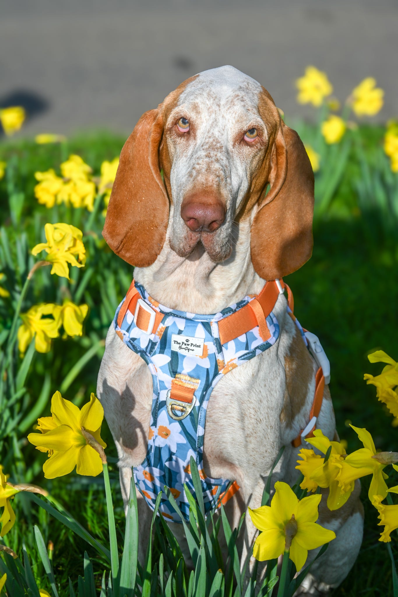 Daffodil Daze Adventure Paws Harness