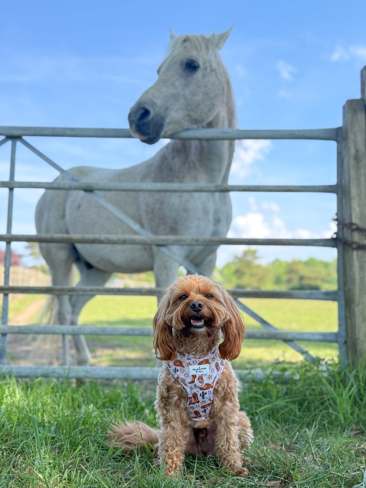 The Howdy Pawtner Adjustable Harness