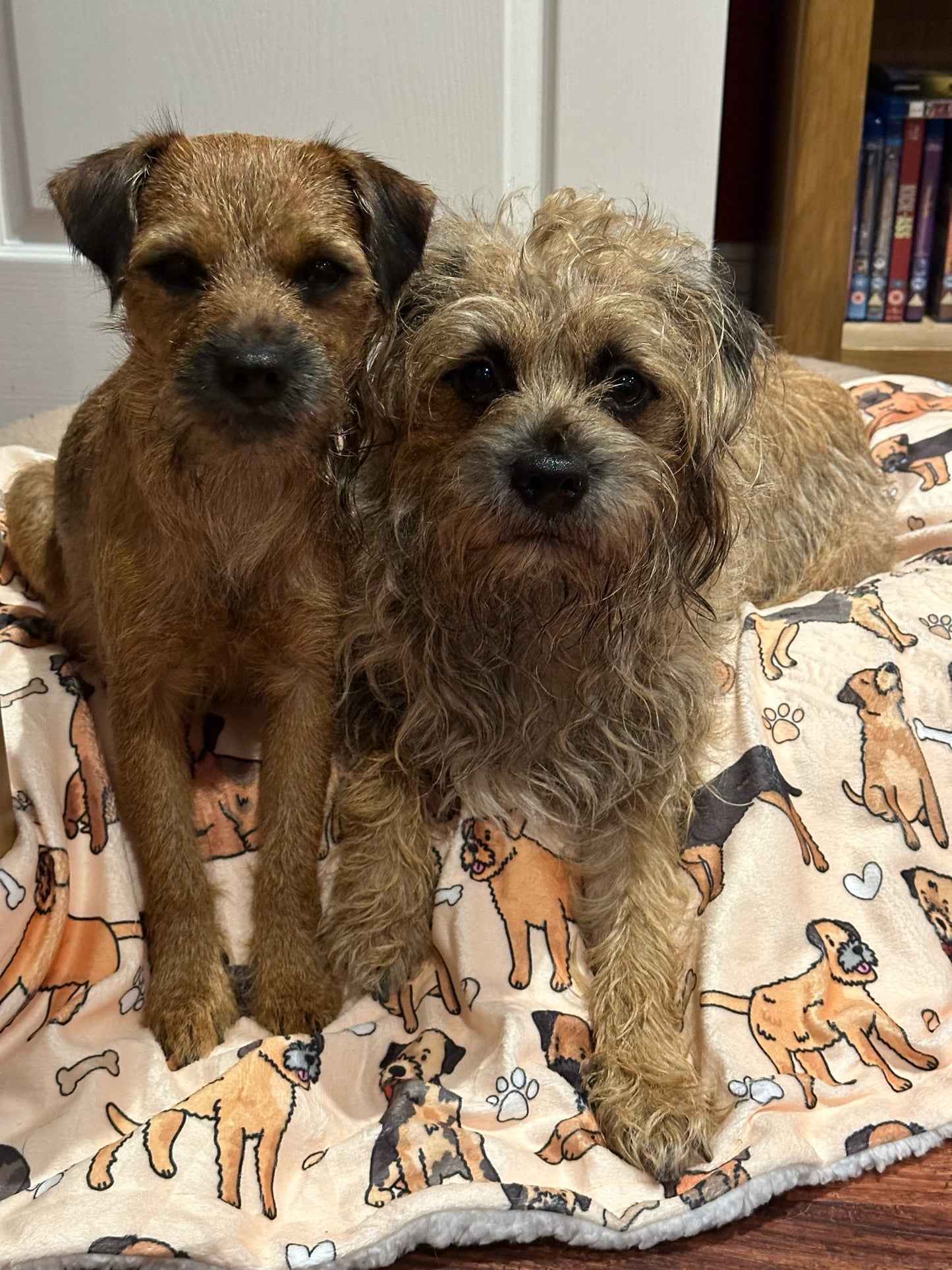 The Border Terrier Dog Blanket - Beige