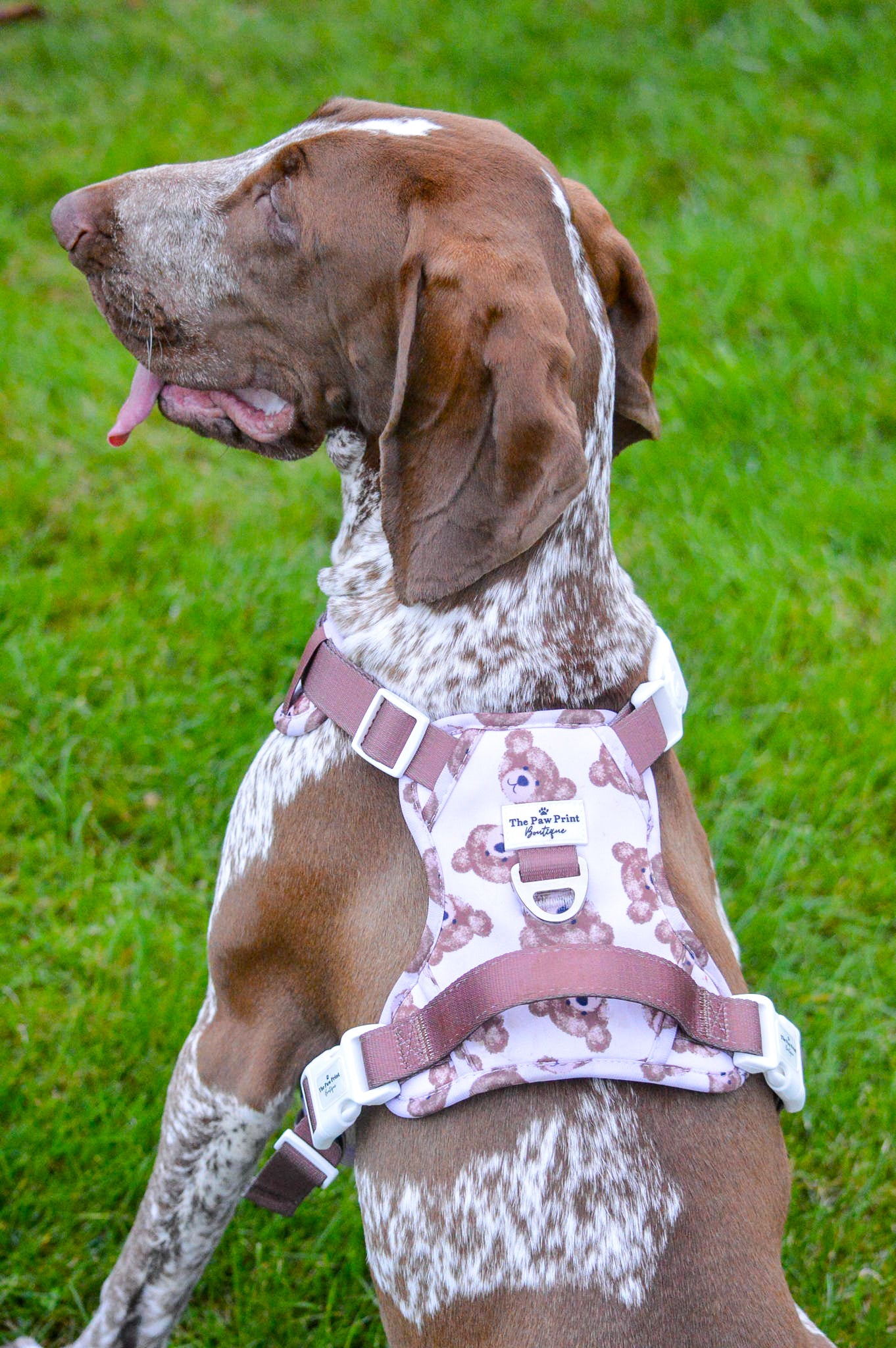 The Little Bear Cub Adventure Paws Harness