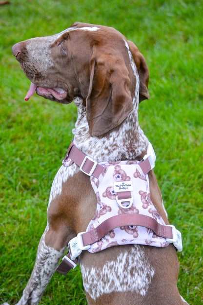 The Little Bear Cub Adventure Paws Harness