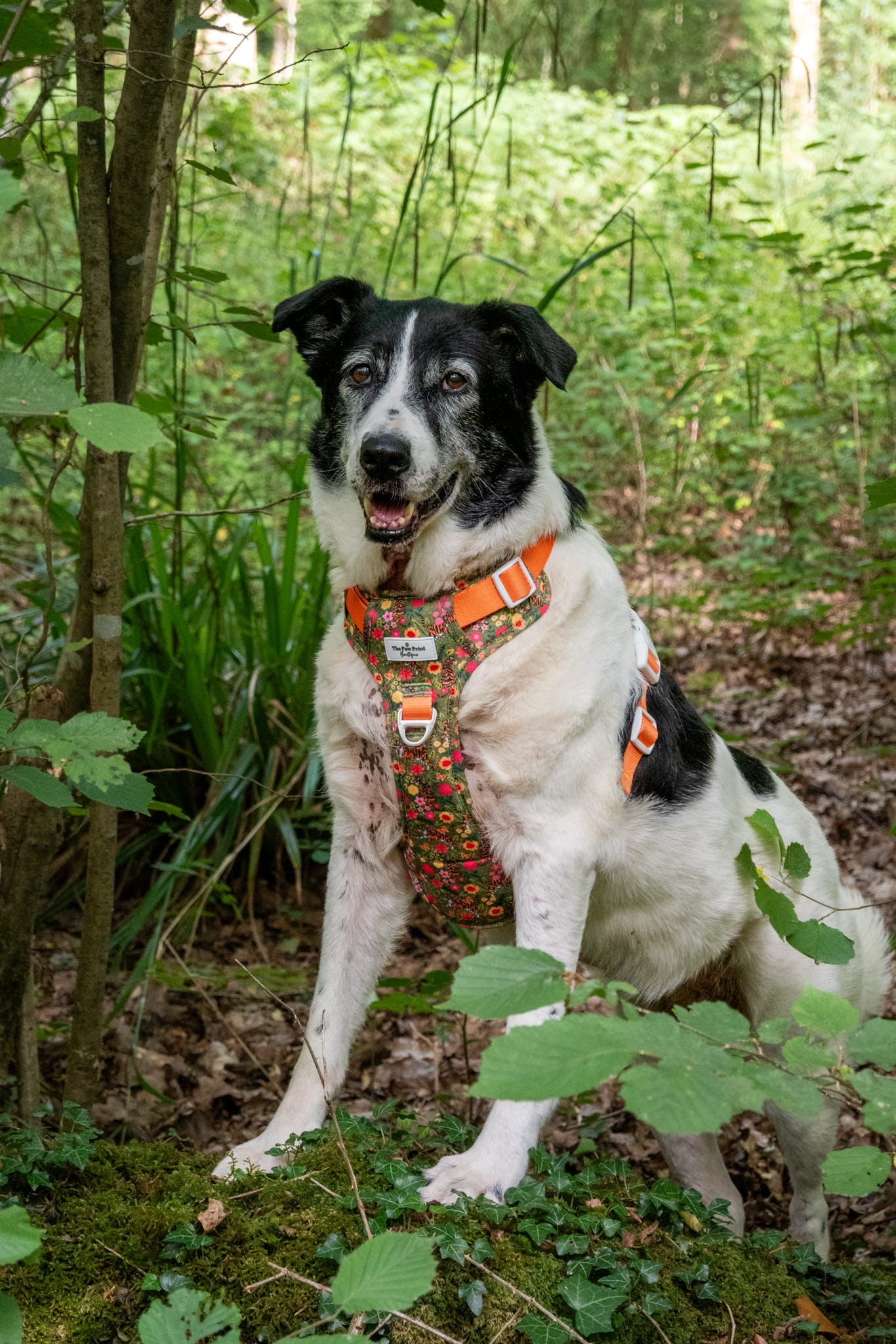 The Tiger who came to TPPB Adventure Paws Harness