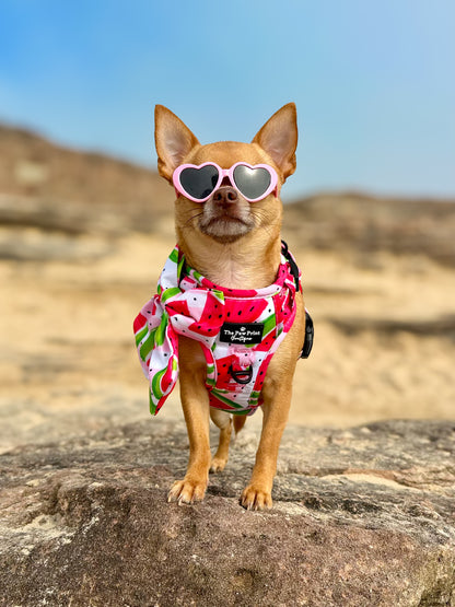 The Watermelon Sugar Adventure Paws Harness
