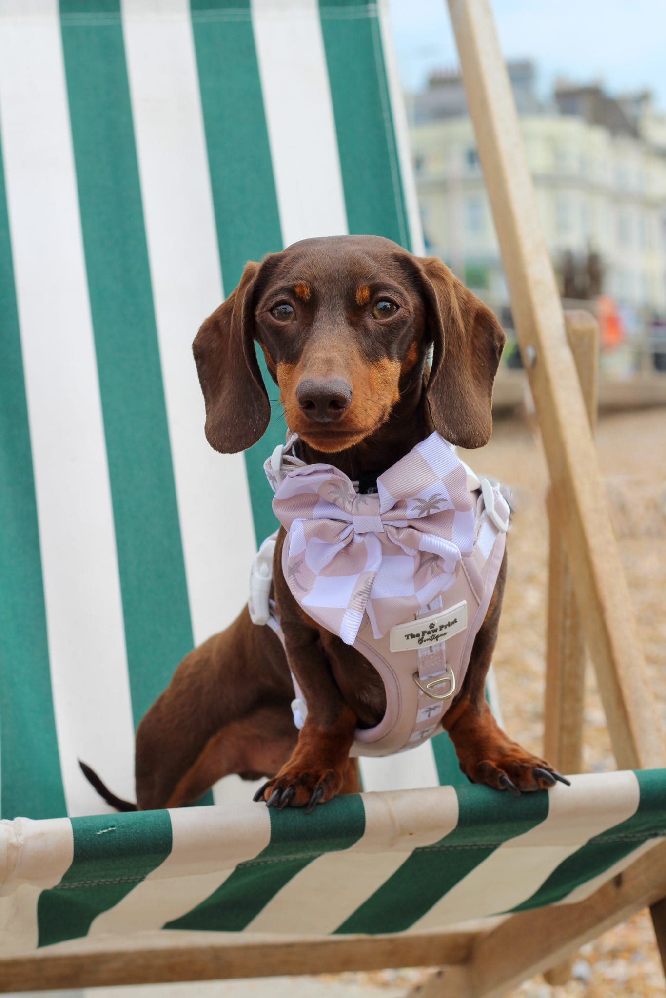Palm Springs Bow Tie