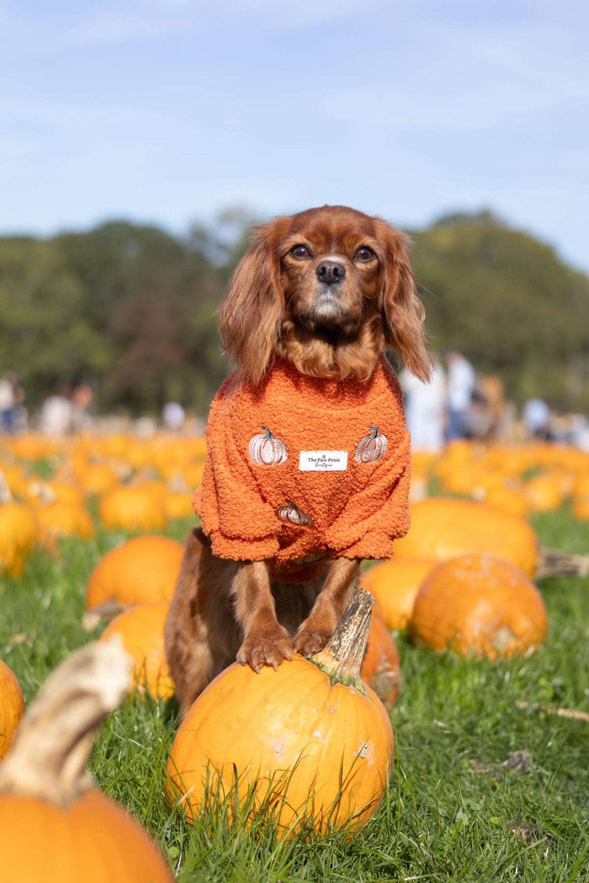 The Embroidered Pumpkins Teddy Fleece