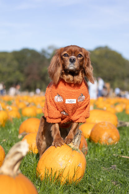 The Embroidered Pumpkins Teddy Fleece